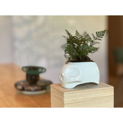 画像8: New School Skull "ARITAYAKI" Plant Pot