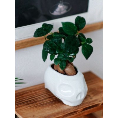 画像11: New School Skull "ARITAYAKI" Plant Pot