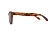 画像2: 【Frog'svision】Brown Tortoise (2)